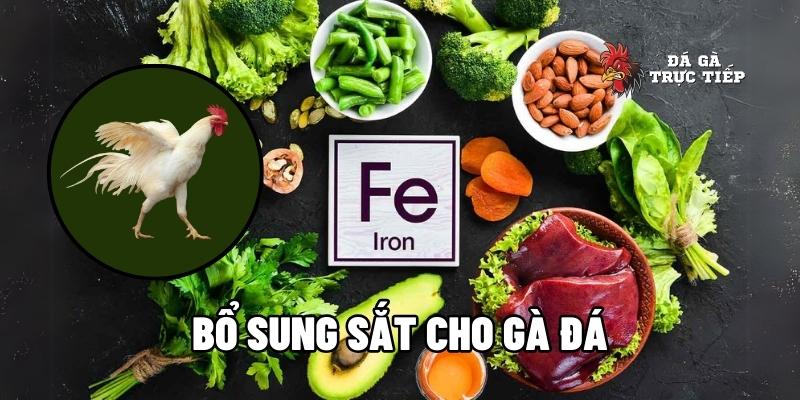 Bổ sung sắt cho gà đá