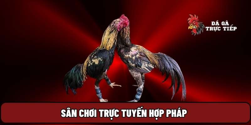 Đá Gà Trực Tiếp 19 Sân chơi trực tuyến hợp pháp