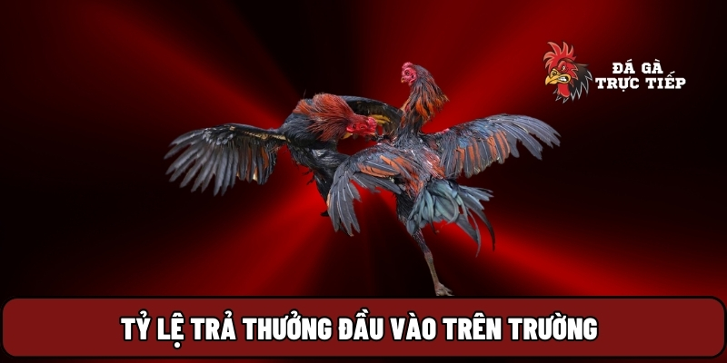 Đá Gà Trực Tiếp 20 Tỷ lệ trả thưởng đầu vào trên trường