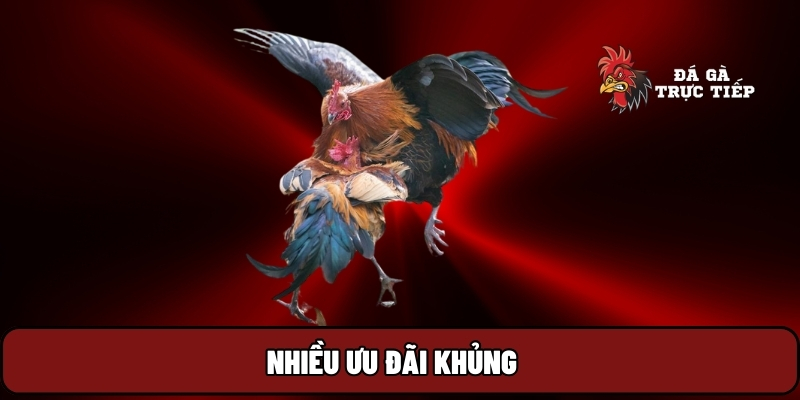 Đá Gà Trực Tiếp 21 Nhiều ưu đãi khủng