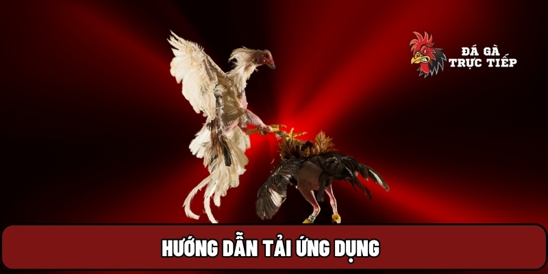 Đá Gà Trực Tiếp 24 Hướng dẫn tải ứng dụng