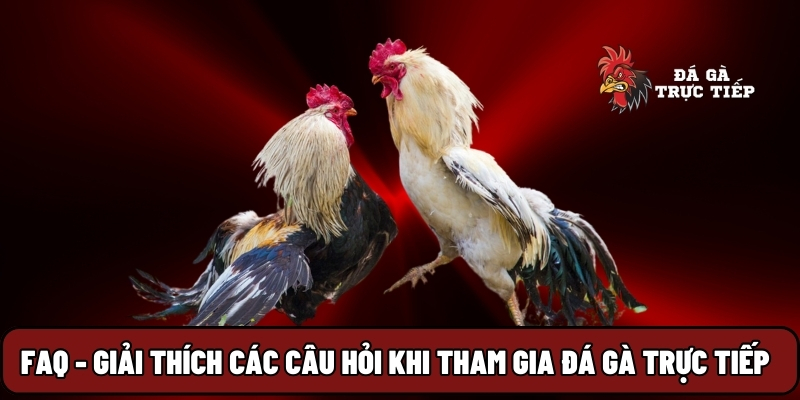 Đá Gà Trực Tiếp 25 FAQ - Giải thích các câu hỏi khi tham gia đá gà trực tiếp