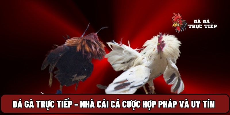 Đá Gà Trực Tiếp 11 Đá gà trực tiếp – Nhà cái cá cược hợp pháp và uy tín