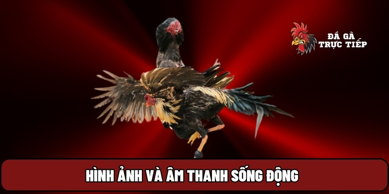 Đá Gà Trực Tiếp 14 Hình ảnh và âm thanh sống động