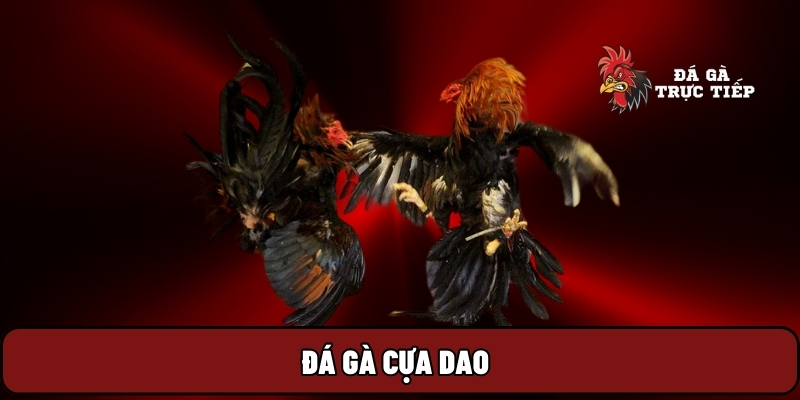 Đá Gà Trực Tiếp 16 Đá gà cựa dao
