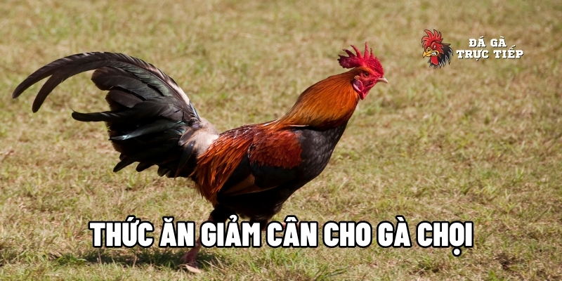 Thức ăn giảm cân cho gà chọi